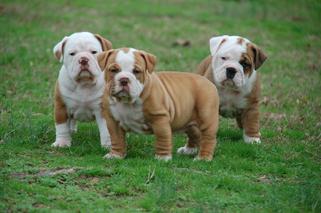 english bully puppies for sale